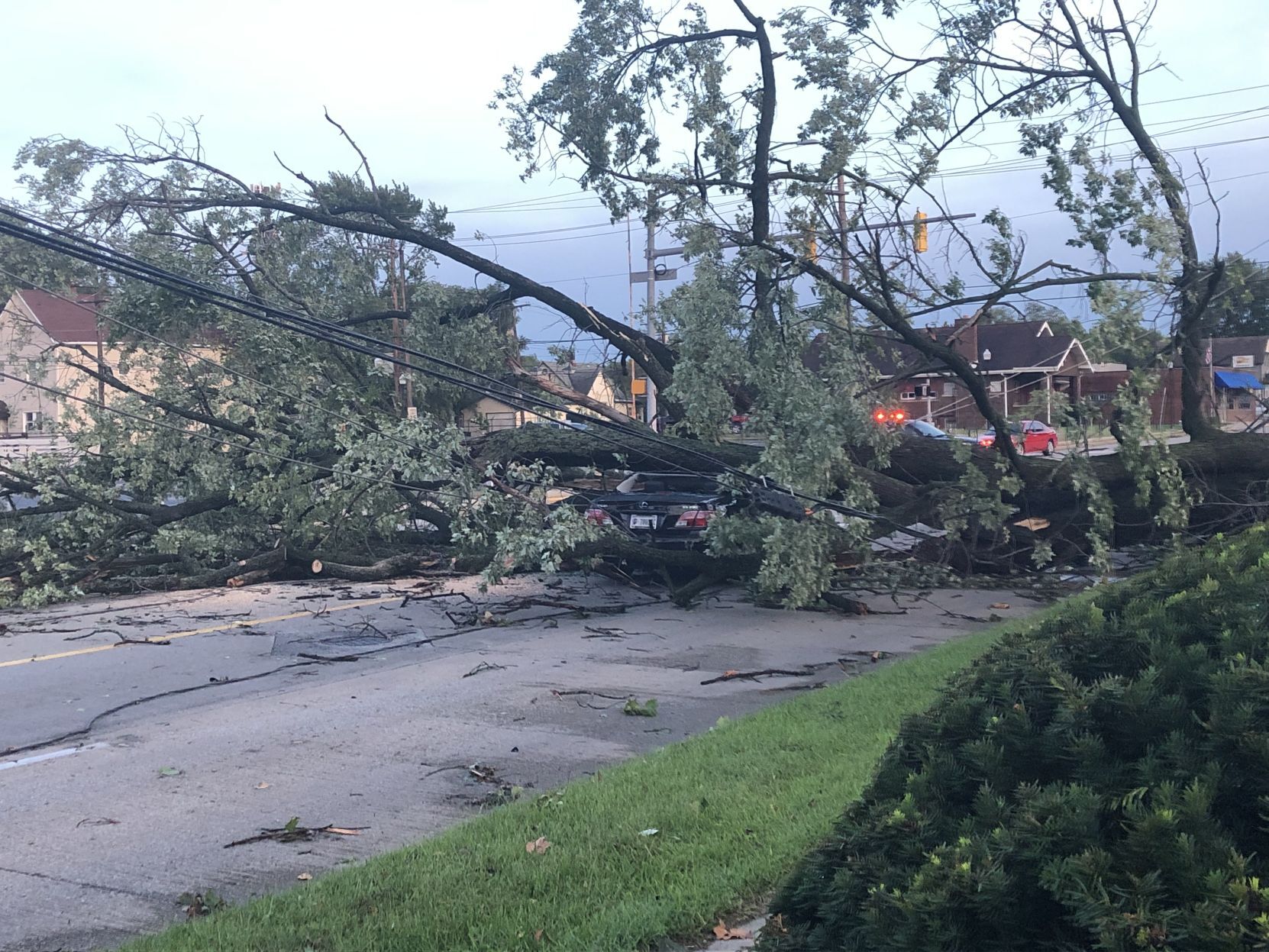 Tree downed on a car in Hammond